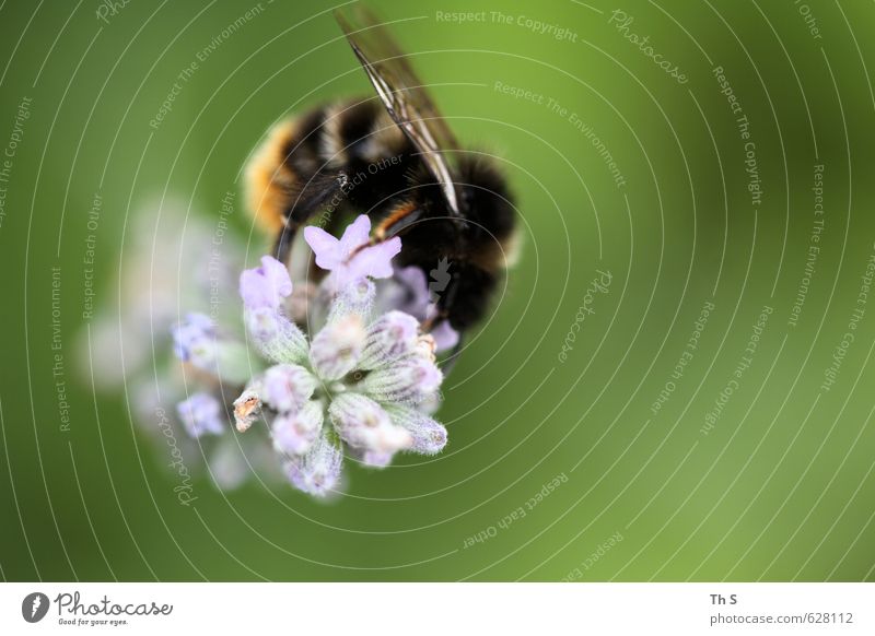Biene Natur Pflanze Tier Frühling Wildtier 1 Blühend Duft ästhetisch authentisch Freundlichkeit Glück nah natürlich wild Frühlingsgefühle schön friedlich