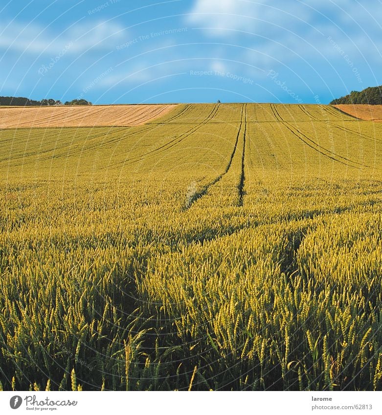 spuren im feld Weizen Landwirtschaft Feld Horizont Feldfrüchte Wachstum Getreide Himmel Ferne Natur Ernte Pflanze