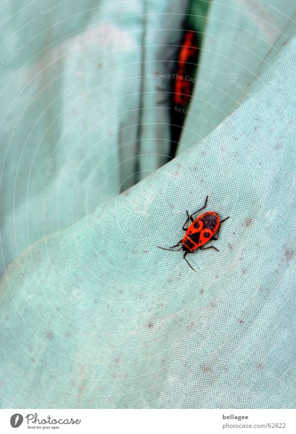 was machen die denn da? Gift rot Wanze Tier Bäh tierisch Käfer blau krabbel liebe machen Decke sie sind überall Flucht Fortpflanzung