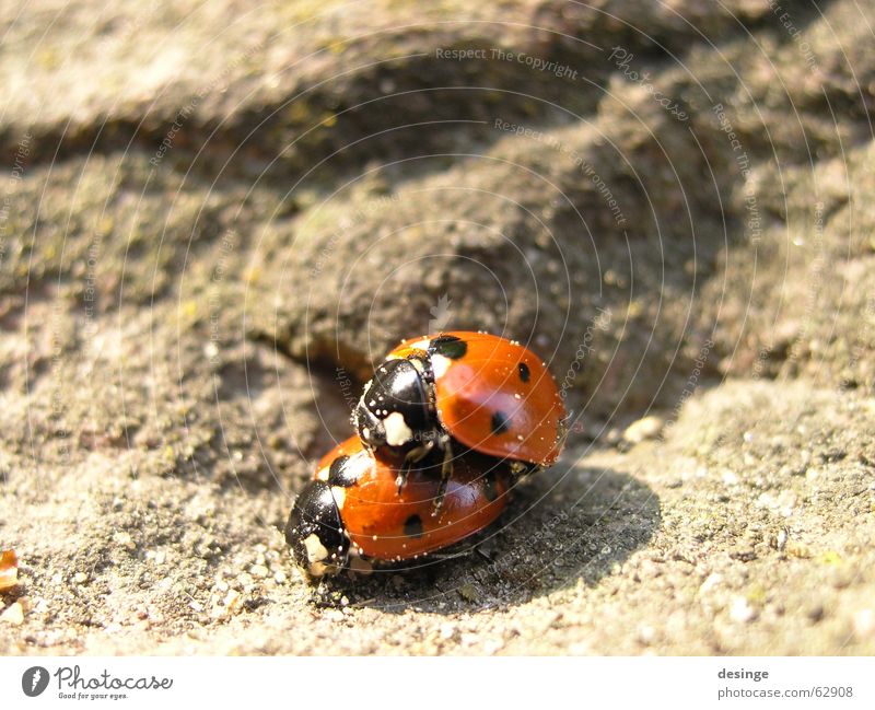 Doppeldecker Marienkäfer Tier rot Mitte Frühling Sommer 2 Romantik Zusammensein unschuldig Insekt unten Frühlingsgefühle klein winzig nah Reitsport Käfer Punkt