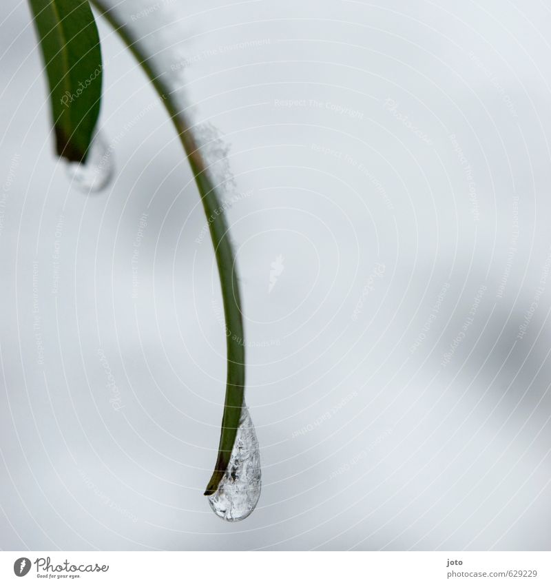 am seidenen blatt Natur Pflanze Wasser Wassertropfen Winter Eis Frost Schnee Sträucher Blatt Grünpflanze hängen ästhetisch kalt nass grün Leichtigkeit rein