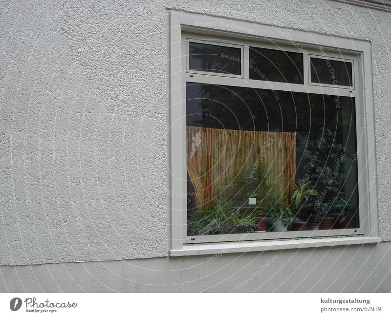 Berliner Fenster Haus Stadtteil Prenzlauer Berg Wohnung Einblick Gardine Zimmerpflanze Fensterscheibe Wand Beton Fensterrahmen Straße Pflanze Glas