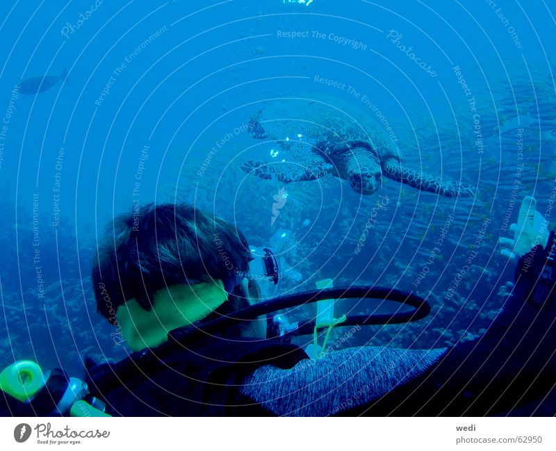 .underwater-meeting. tauchen Schildkröte Riff Wasser maledives Sport Unterwasseraufnahme