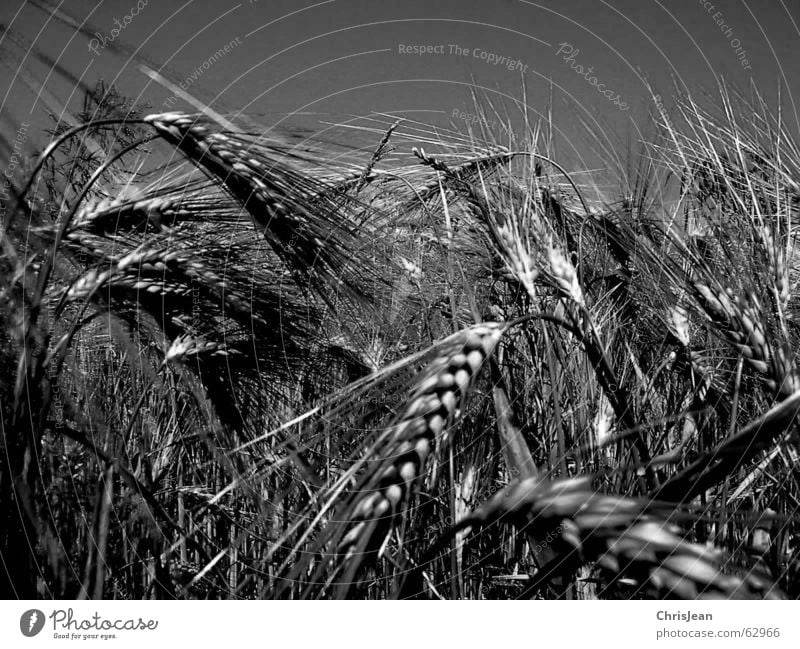 Weizen SW Ebene Niederrhein Feldarbeit Gerste Landwirtschaft Agra Ähren corn Getreide Landschaft Ernte Amerika Schwarzweißfoto schwarz weiß ähre Natur