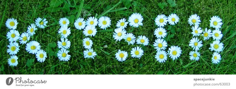 Kitsch Gänseblümchen Frühling Sommer Buchstaben Rasen Schriftzeichen