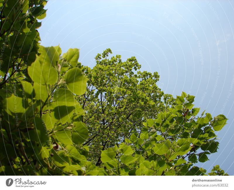 Baum mit Blättern Pflanze zyan hell-blau himmelblau himmlisch Blatt grün saftig frisch dünn beweglich zart Sommer kühlen Wachstum Erholung Baumkrone Blätterdach