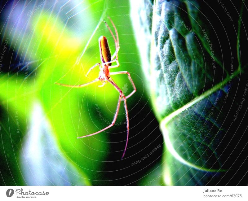 Spinne | Grün Leben Natur Tier Blatt Netz grün Insekt Farbfoto mehrfarbig Außenaufnahme Detailaufnahme Makroaufnahme Menschenleer Tag Kontrast
