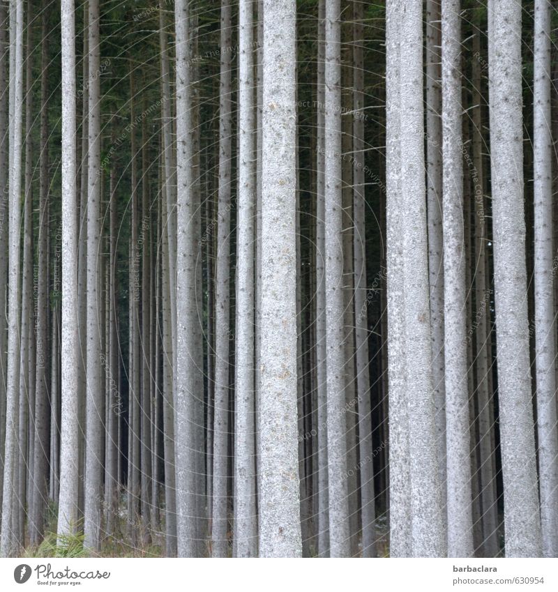 Gruppenfeeling | Wir sind Wald Umwelt Natur Landschaft Baum Baumstamm Holz Linie Reihe stehen dick dünn hell hoch viele grau mehrere Gedeckte Farben
