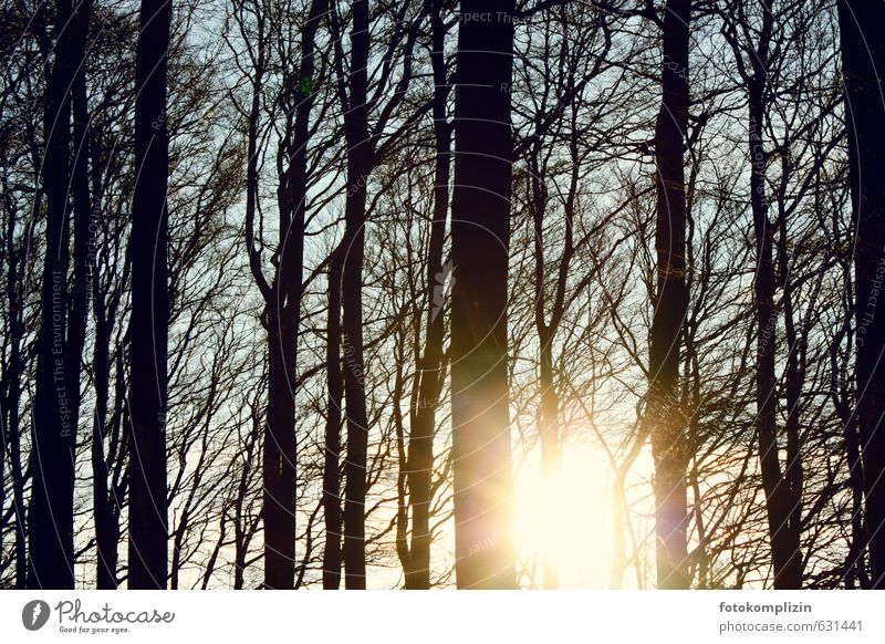 winterlichtbäume Sonnenlicht Herbst Winter Baum Wald oben Einigkeit Hoffnung Trauer Sehnsucht Vergänglichkeit Ruhe Gelassenheit Freiheit Natur Optimismus