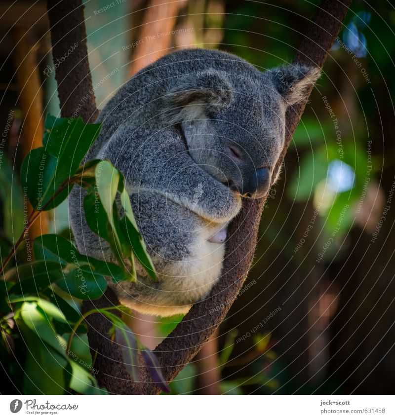Slow Motion in allen Lebenslagen Natur Tier exotisch Ast Australien Koala 1 natürlich Wärme Gefühle Geborgenheit friedlich Idylle Hochsitz Eukalyptusbaum