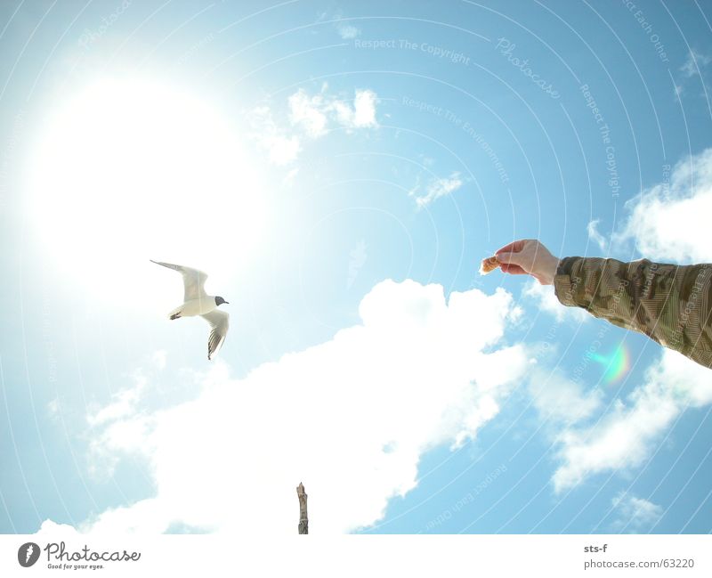 Die Möwe Strand Langeoog Vogel Wolken füttern weiß Sommer Himmel Sonne blau Sand