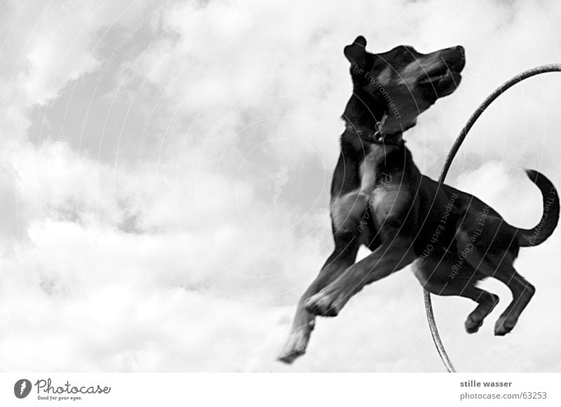 FLUGHUND Wolken springen Schwung Schwanz Hund Kreis Luftverkehr Schwarzweißfoto