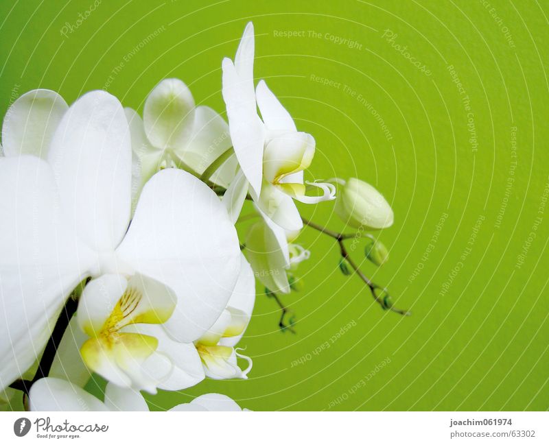 Orchidee Blüte Blütenknospen Makroaufnahme