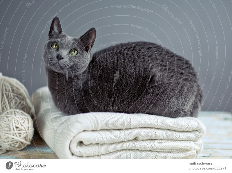Russian Blue elegant Pullover Tier Haustier Katze katzenrasse russisch blau 1 Decke Wolldecke Knäuel beobachten Erholung liegen Blick schön natürlich Neugier
