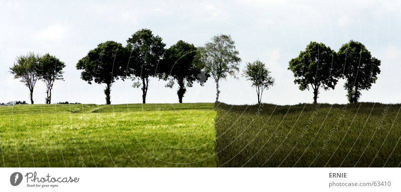 Böömsche Baum Feld Landwirtschaft Gras grün Licht Wolken Verschiedenheit Deutschland symetrisch strange Natur Schatten Himmel