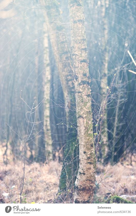 Birgit Umwelt Natur Landschaft Pflanze Herbst Winter Baum Gras Sträucher Moos Wald natürlich Birke Farbfoto Außenaufnahme Menschenleer Tag Licht Schatten