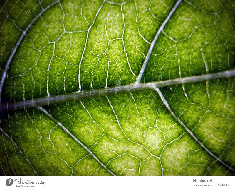 Lebenslinie Blatt grün Makroaufnahme Pflanze Gefäße Blattgrün Licht Wachstum Versorgung Ernährung Sonnenblume Photosynthese Strukturen & Formen flower