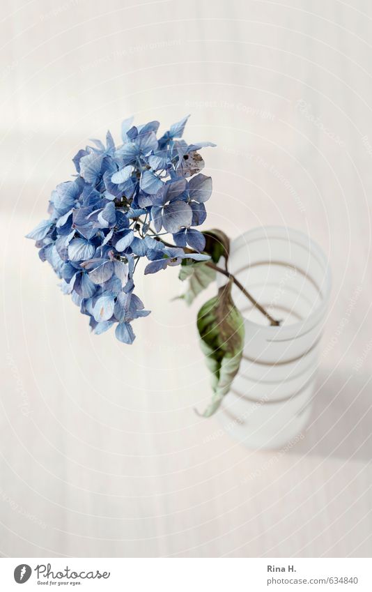 Hortensie Blume Blatt Blüte Hortensienblüte Vase dehydrieren blau Einsamkeit Erschöpfung Vergänglichkeit Stillleben Farbfoto Innenaufnahme Menschenleer