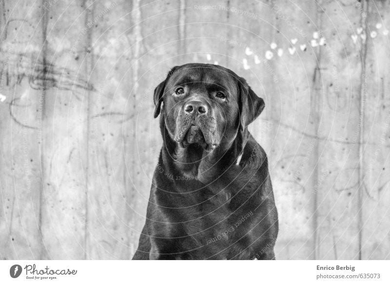 Dog - Hund - Labrador - Retriever Tier Haustier Fell Pfote 1 beobachten leuchten Freundlichkeit Glück heiß Gefühle Stimmung Zufriedenheit Lebensfreude Tierliebe