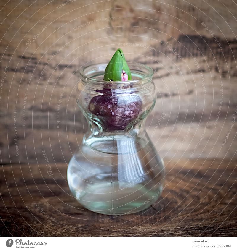 aufwachen Kultur Pflanze Zeichen Frühlingsgefühle Vorfreude Verlässlichkeit Pünktlichkeit Hyazinthe Zwiebel Knolle Blütenknospen Glas Vase Holzplatte rustikal