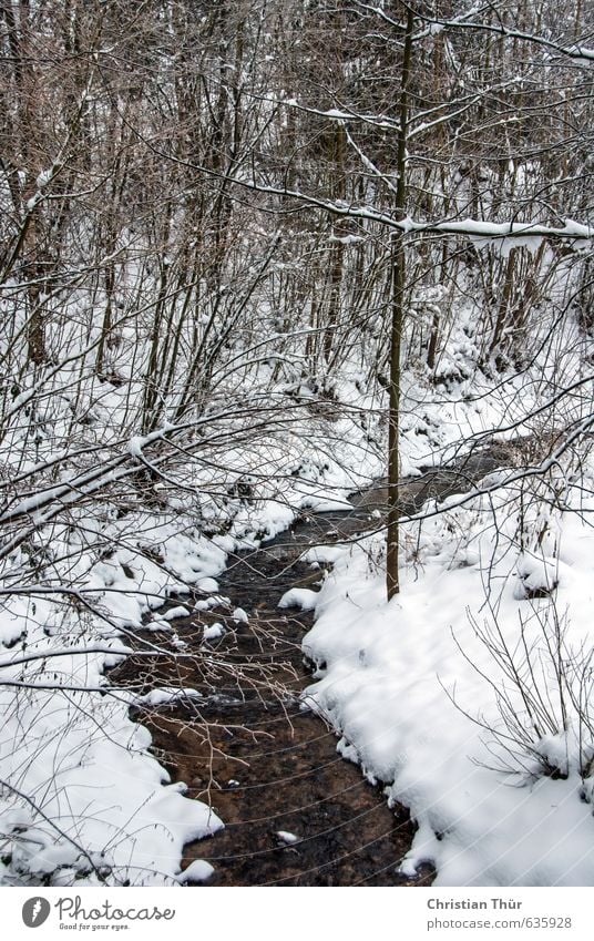 Bach im Winter Ferien & Urlaub & Reisen Tourismus Ausflug Schnee Umwelt Natur Landschaft Wasser Schönes Wetter Eis Frost Baum nass braun schwarz weiß