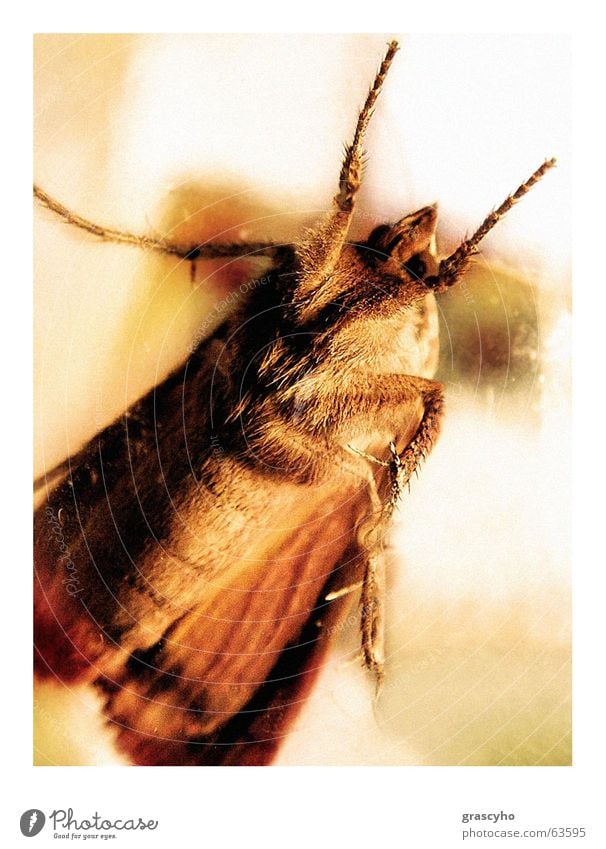insect Insekt Motte moth Käfer molte