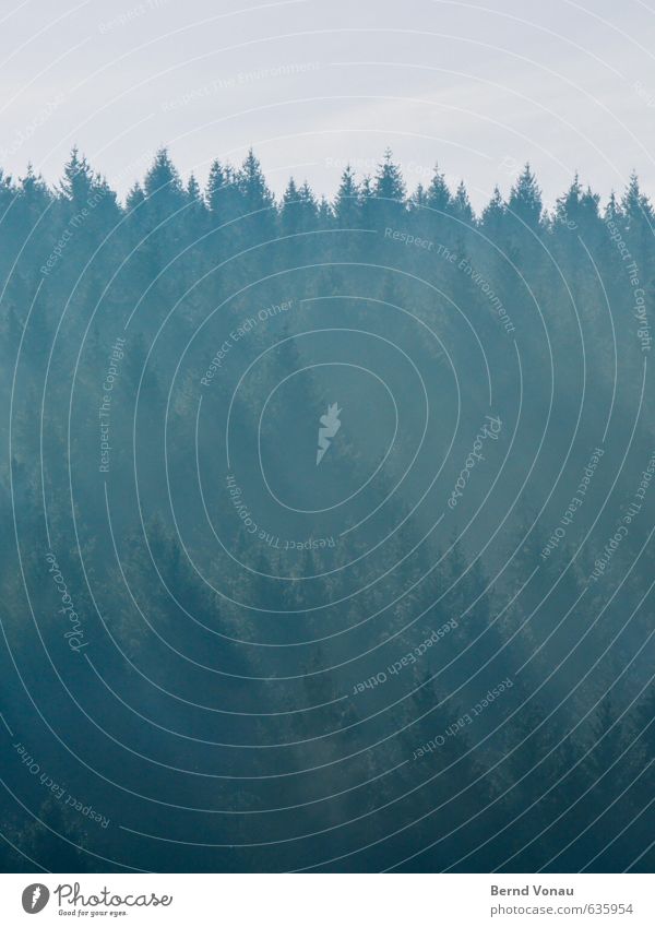 Streiflicht Pflanze Baum Wald blau grau grün türkis Tanne Spitze Dunst strahlend Neigung Streifen schön natürlich hintereinander Himmel Farbfoto Außenaufnahme