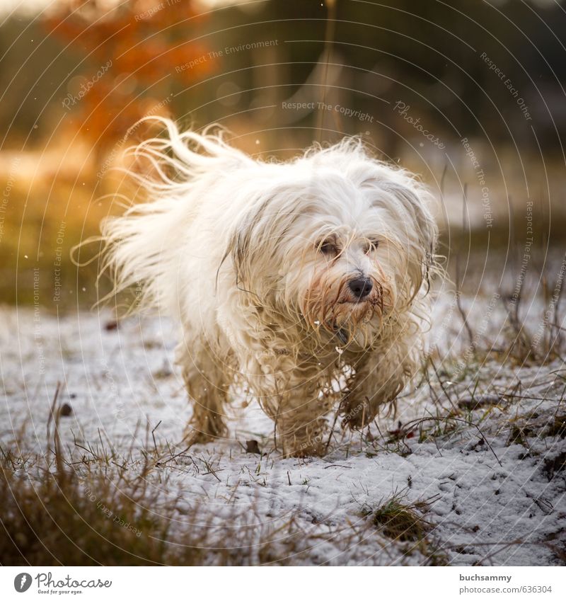 Hund im Focus Freude Schnee Natur Gras langhaarig Haustier 1 Tier gehen klein Geschwindigkeit Wärme orange weiß Gefühle Bewegung Lebensfreude Perspektive
