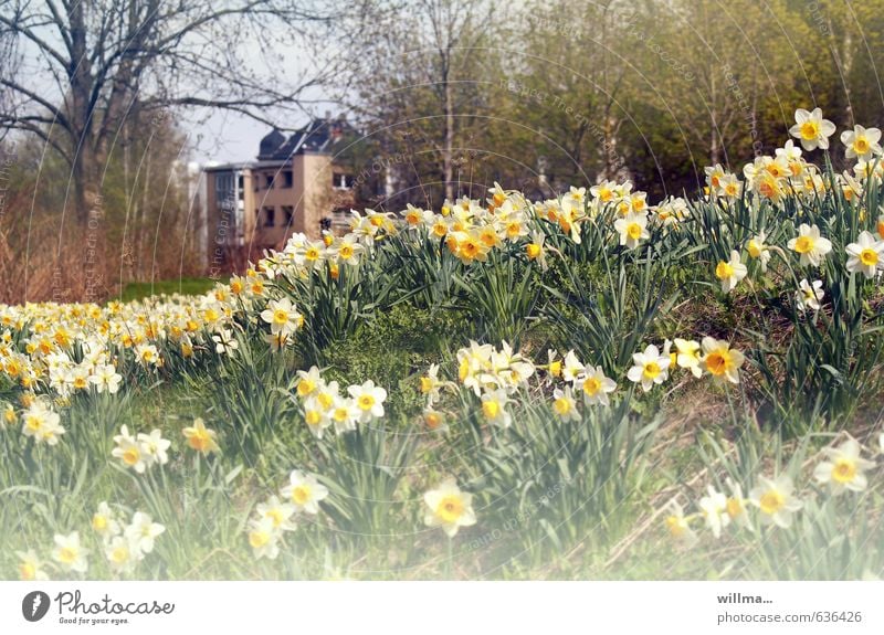 Narzissen-Wiese, mit einem Haus hinter Bäumen Narzissenwiese Frühling Blume Gelbe Narzisse Frühlingsblume Stadtrand Frühblüher Blühend gelb