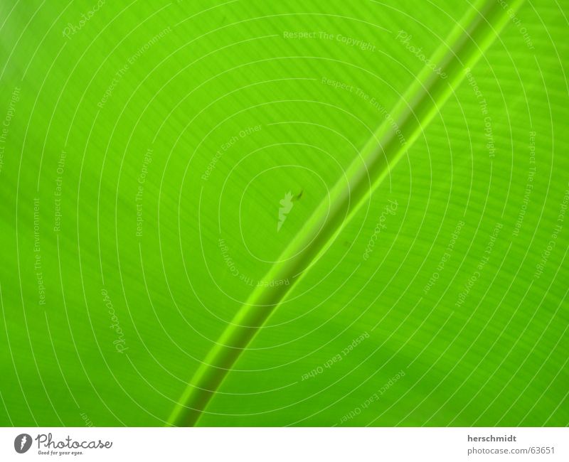 Blatt grün diagonal Stengel Gefäße Photosynthese Pflanze Strukturen & Formen leave