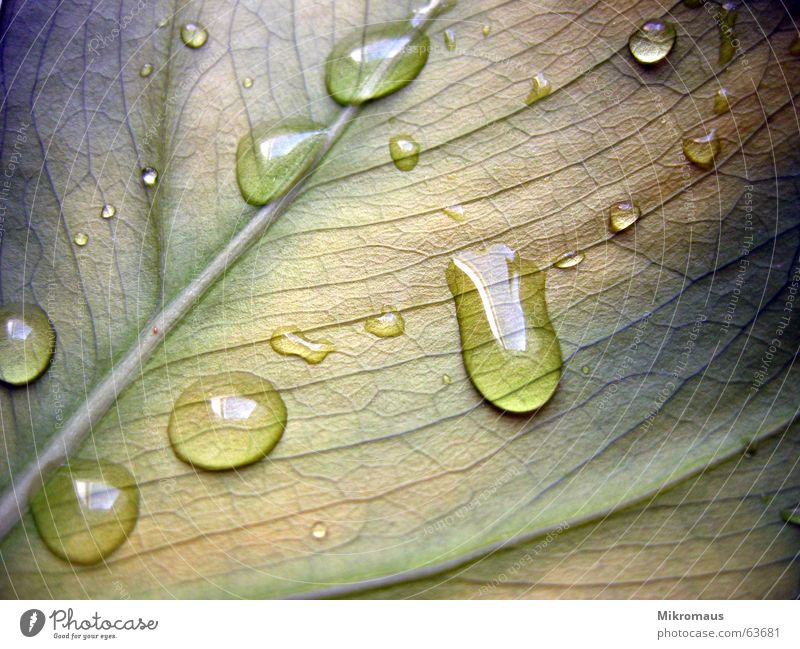 Tropfen oder Träne Herbst Sommer Blatt Pflanze Natur Grünpflanze Topfpflanze Gefäße Blattadern Wassertropfen Tränen nass Regen Trinkwasser Tau feucht grün blau