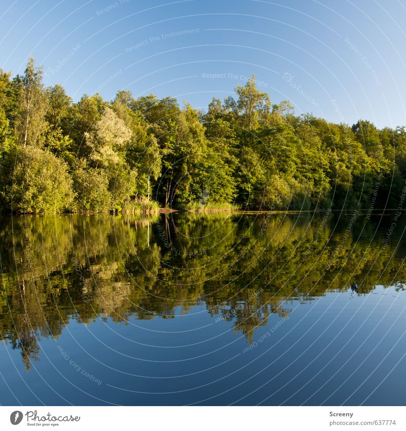 Mirror mirror... Natur Landschaft Wasser Himmel Wolkenloser Himmel Sommer Schönes Wetter Baum Sträucher Wald Seeufer Teich blau grün Stimmung Gelassenheit