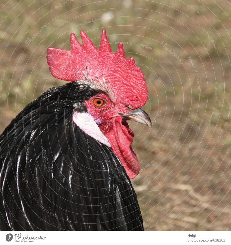 Macho... Tier Haustier Nutztier Hahn Kopf Feder Kamm Schnabel Auge 1 Blick stehen ästhetisch schön einzigartig braun rot schwarz Zufriedenheit selbstbewußt
