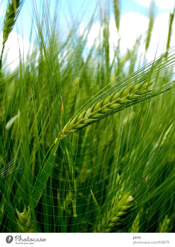 Noch grün hinter den Ähren Kornfeld Feld Sommer Landwirtschaft Natur Getreide Himmel Amerika Bioprodukte jarts