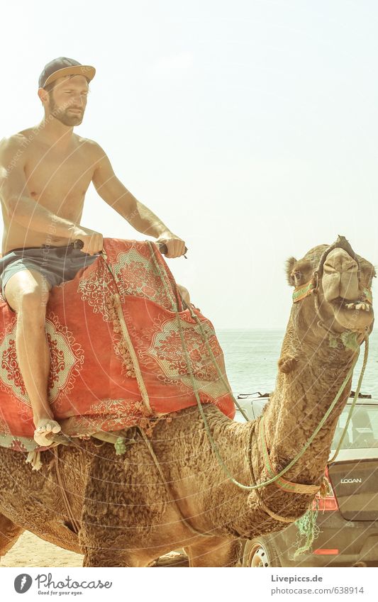 2 Kamele im Urlaub Ferien & Urlaub & Reisen Tourismus Ausflug Sommer Sommerurlaub Sonne Strand Meer Insel Wellen Mensch maskulin Mann Erwachsene Körper 1