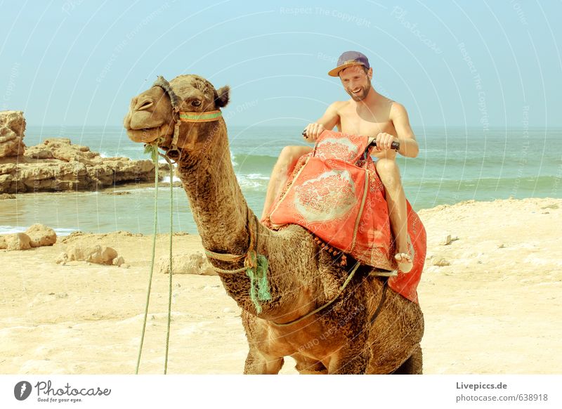 2 Kamele im Urlaub Ferien & Urlaub & Reisen Tourismus Ausflug Sommer Sommerurlaub Sonne Meer Mensch maskulin Mann Erwachsene Körper 1 30-45 Jahre Umwelt Natur