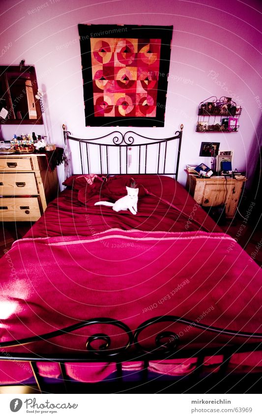 Pink Room II rosa Rose Bett Katze Mitte Nest ungefährlich rein weiß violett rot magenta room Raum liegen sitzen Tuch Bild bigway liebesnest unschuldih