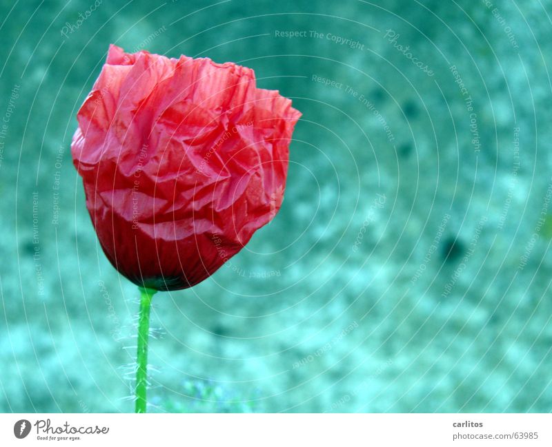 208 Tage photocase- mein erstes Blumenbild Mohn Blüte Blühend rot Beton klein verwundbar zerbrechlich Falte filigran sensibel Vergänglichkeit verblüht