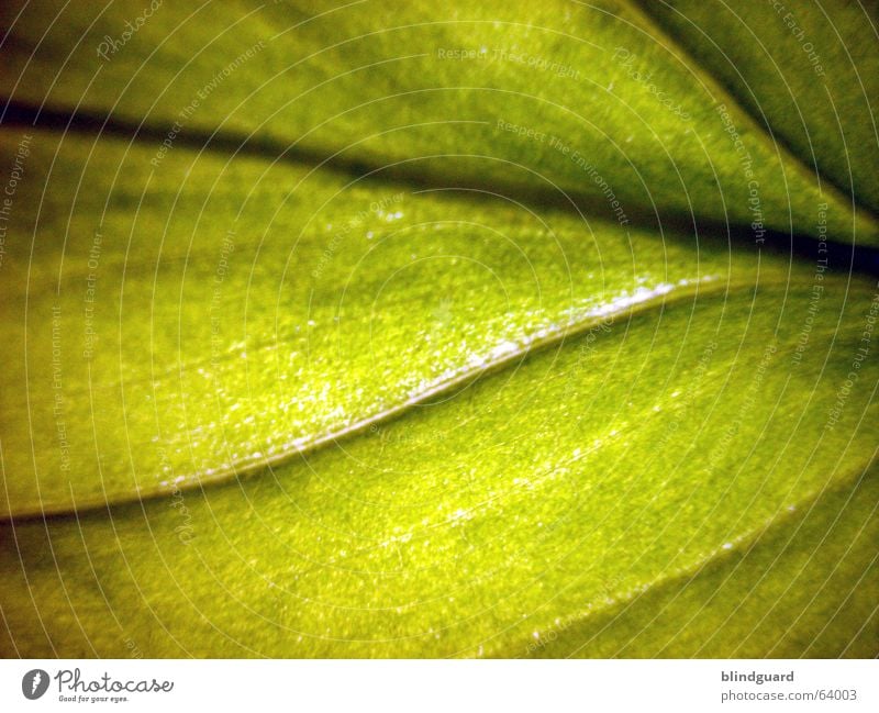 Another Sweet Leaf Blatt grün Makroaufnahme Pflanze Gefäße Blattgrün Licht Wachstum Versorgung Sonnenblume Photosynthese Nahaufnahme Leben Strukturen & Formen