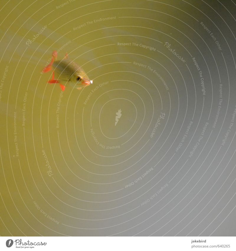 Blubb See Fisch Flosse Fressen Schwimmen & Baden tauchen Rotfeder Süßwasser Farbfoto Außenaufnahme Menschenleer Textfreiraum rechts Textfreiraum unten