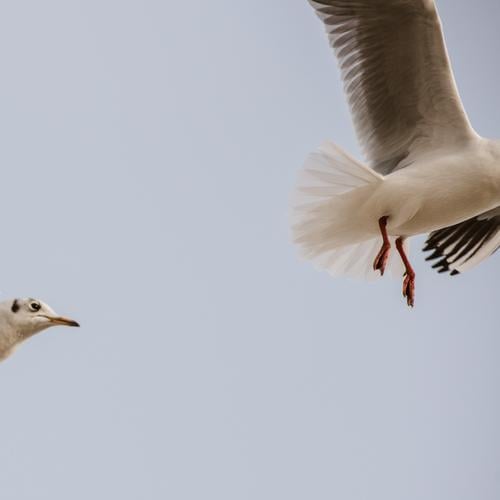 kopflose Jagd Himmel Tier Vogel Tiergesicht Flügel Möwe 2 fliegen blau grau rot weiß Verfolgung Schnabel Farbfoto Gedeckte Farben Außenaufnahme Menschenleer