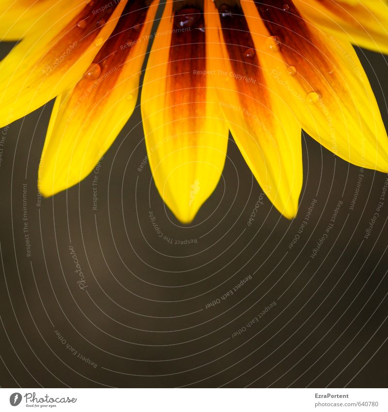 mit Tau Umwelt Natur Pflanze Frühling Sommer Blume Blüte Garten ästhetisch natürlich schön gelb orange schwarz Tropfen Wassertropfen Blütenblatt Floristik