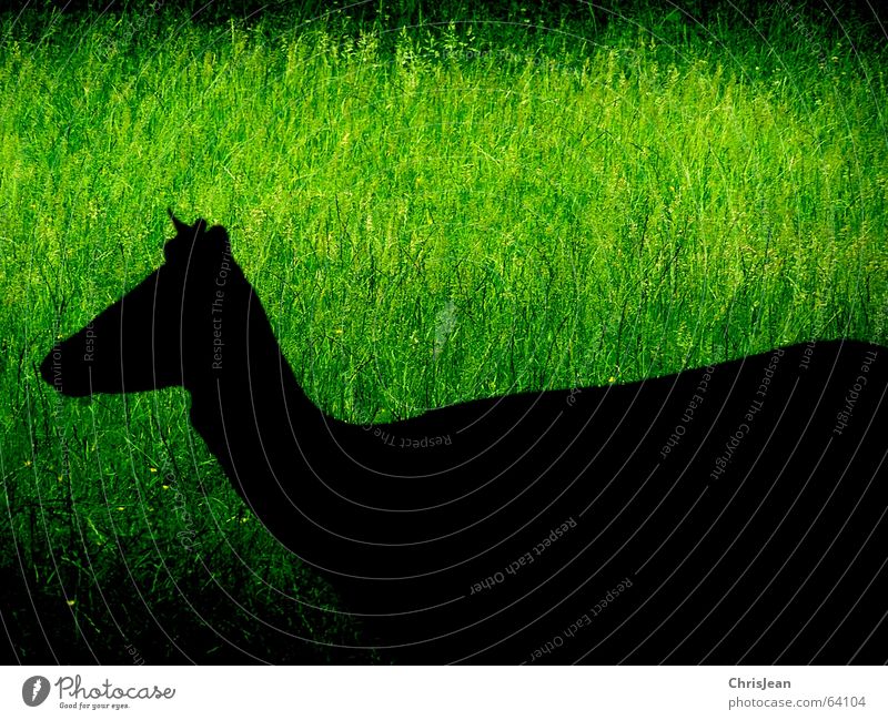 Schattengestalt Wiese grün schwarz Tier Hirsche bearbeitet Leben Gras Fressen schieben dunkel Hintergrundbild Vordergrund stechend Park Wildtier Gelassenheit