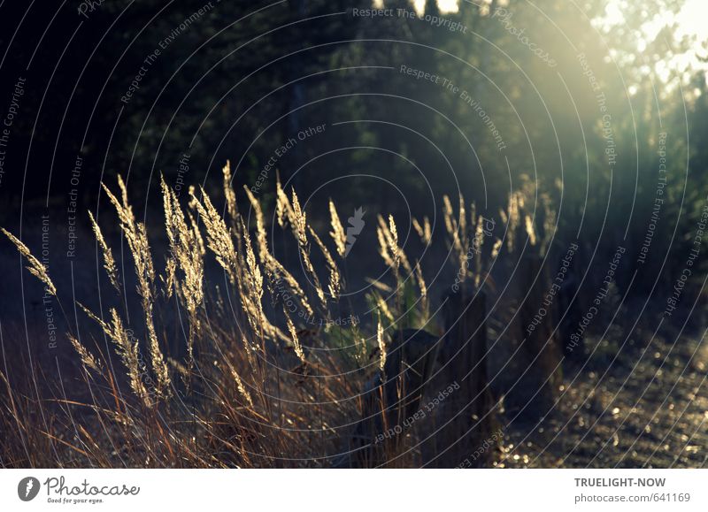 Lichtspiel Natur Pflanze Sonnenaufgang Sonnenuntergang Sonnenlicht Schönes Wetter Gras Wald einfach braun gold grün schwarz Stimmung Romantik schön friedlich