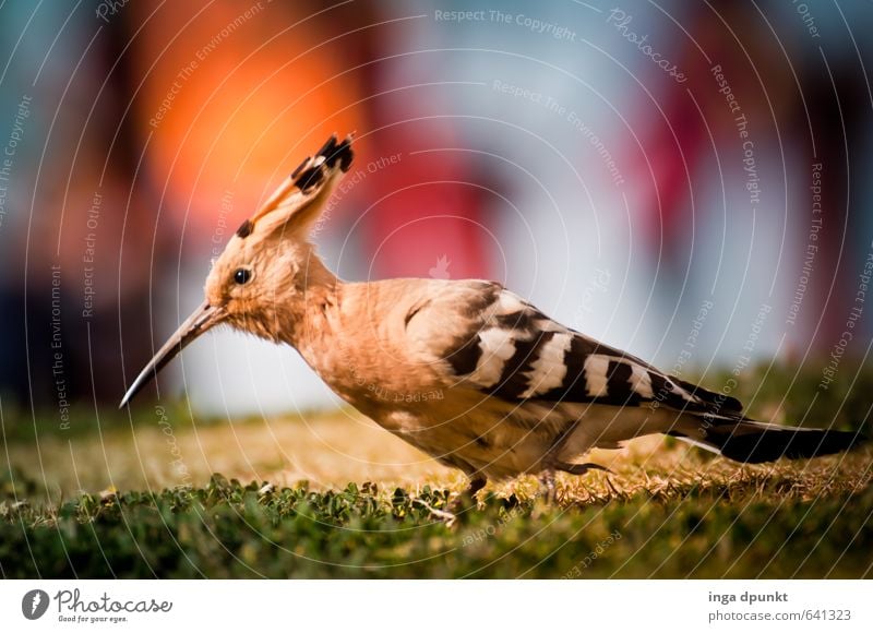 Wiedehopf Umwelt Natur Landschaft Tier Garten Park Wiese Wildtier Vogel Flügel Rackenvögel 1 Umweltschutz Schnabel Metallfeder Farbfoto Außenaufnahme