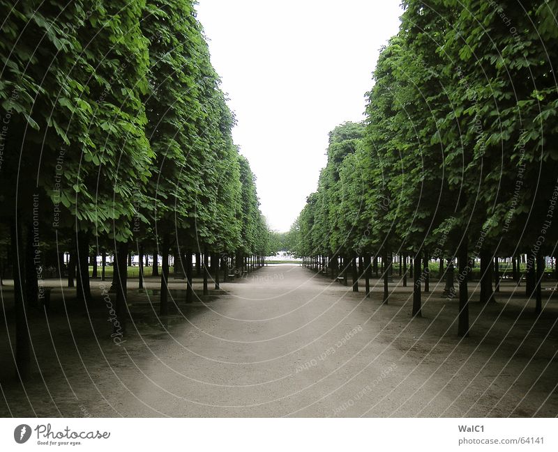 Allee olé Paris Frankreich Park Baum Blatt france Wege & Pfade Baumstamm