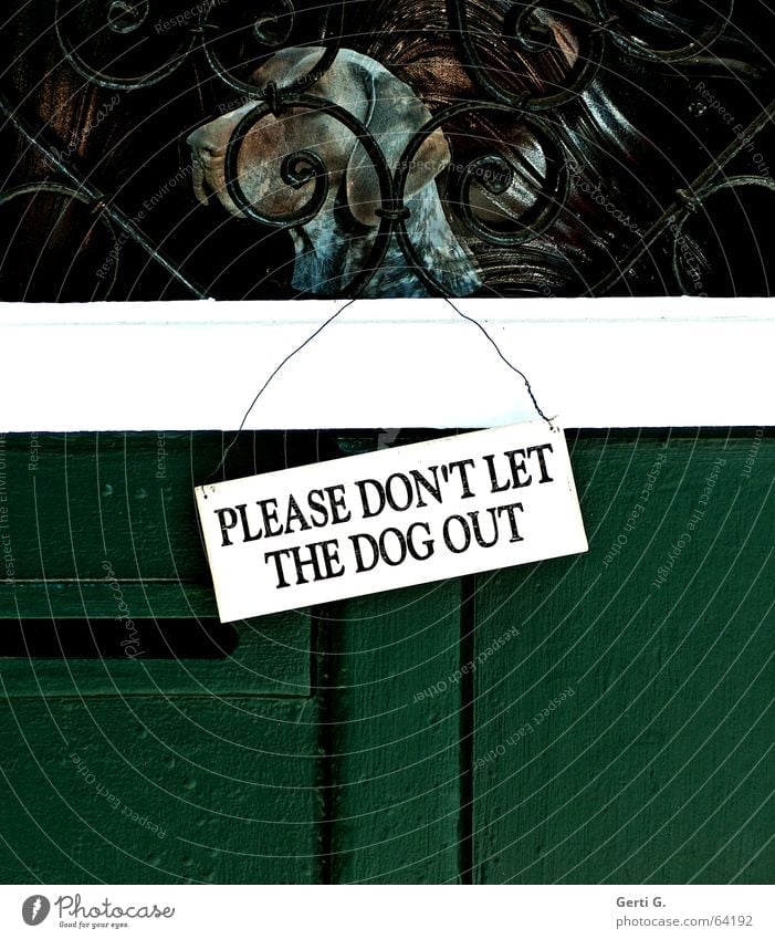 an einer grünen Tür hängendes weisses Türschild mit schwarzer Aufschrift "PLEASE DON'T LET THE DOG OUT" in Großbuchstaben Hund Jagdhund Jäger einsperren Holztür