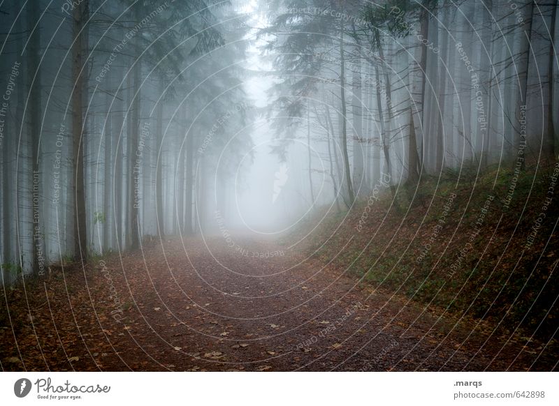 Wetter | Trüb Ausflug Abenteuer Umwelt Natur Landschaft Herbst Klima Unwetter Nebel Baum Nadelbaum Wald Wege & Pfade bedrohlich dunkel kalt trist Angst