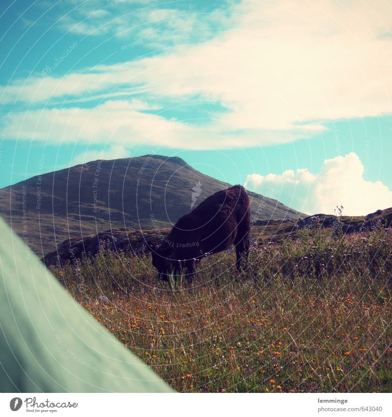 morgenstund Umwelt Natur Landschaft Himmel Gras Tier Nutztier Wildtier Kuh 1 achtsam Zelt Zelteingang Schottland Berge u. Gebirge wandern Fressen Farbfoto