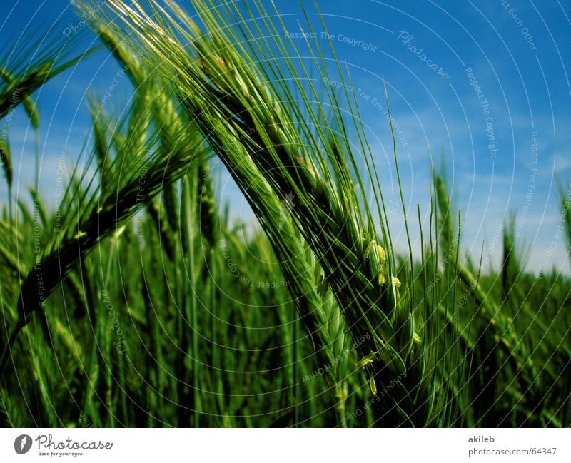 Der Sommer ist da. Feld Roggen gelb grün ruhig Landwirtschaft Erholung Himmel Getreide Korn blau enstspannung Wind Wetter sky